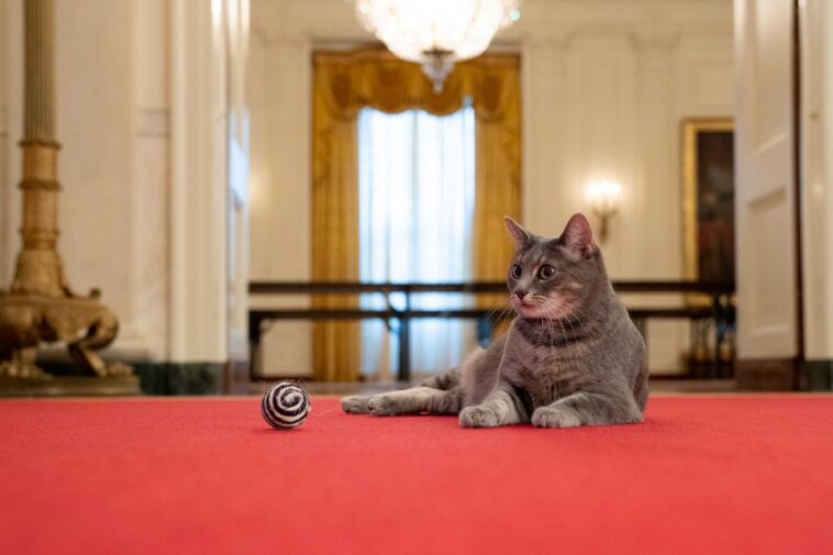 ‘Willow’, la nueva mascota de la Casa Blanca, una gata que lleva como nombre la ciudad natal de Jill Biden