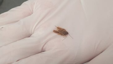 «Una cucaracha se mueve en mi cabeza»: Un insecto extraído de la oreja de un hombre después de tres días