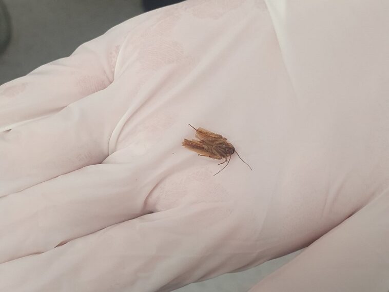 «Una cucaracha se mueve en mi cabeza»: Un insecto extraído de la oreja de un hombre después de tres días