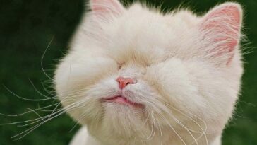 Moet, la gatita sin ojos que es en una estrella de TikTok: sus videos se hacen virales