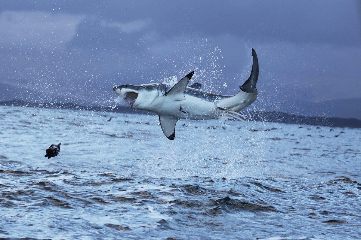 Momento en el que un nadador es asesinado por un gran tiburón blanco mientras un testigo grita «alguien acaba de ser comido»