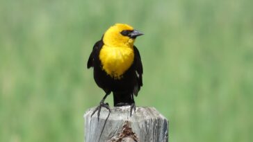 cientos de aves muertas