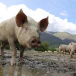 Un hombre es asesinado, descuartizado y dado de comer a los cerdos en Uruguay