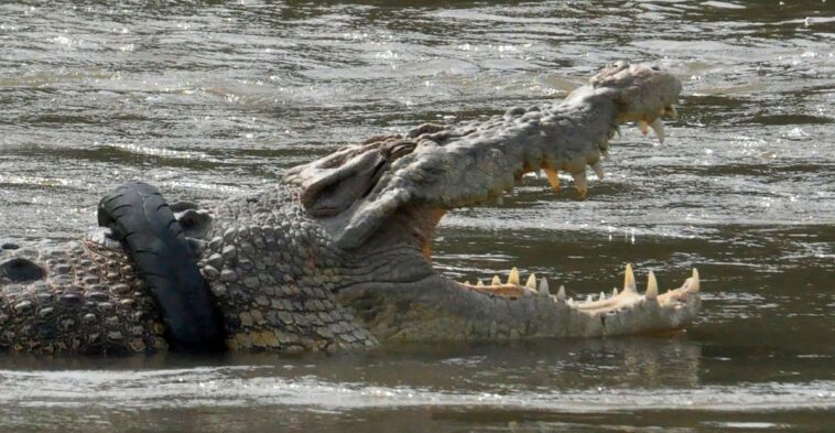 Liberan a un cocodrilo que tenía un neumático atascado en su cuello hacía 6 años