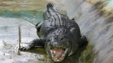El mayor cocodrilo de agua salada que estaba en cautiverio murió de «estrés» tras «comerse a una colegiala»