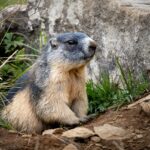 Día de la Marmota 2022: historia de la celebración en Estado Unidos