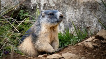 Día de la Marmota 2022: historia de la celebración en Estado Unidos