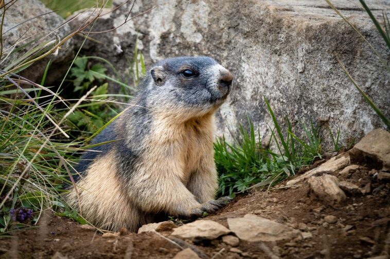 Día de la Marmota 2022: historia de la celebración en Estado Unidos