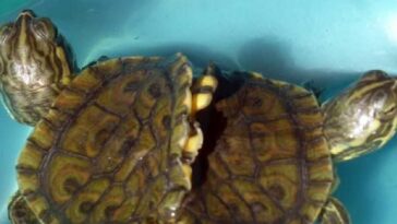La rara tortuga con dos cabezas y un cuerpo, «una entre 100.000», muere por un fallo orgánico