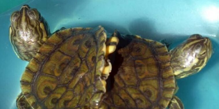 La rara tortuga con dos cabezas y un cuerpo, «una entre 100.000», muere por un fallo orgánico