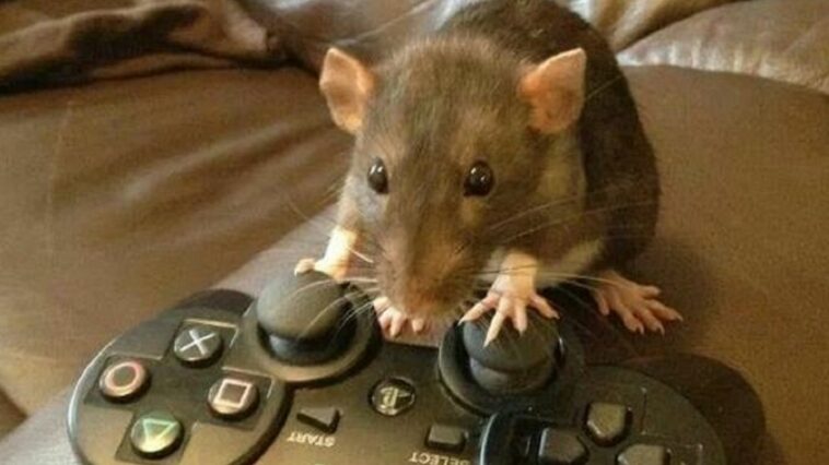 Científico convierte en ‘gamers’ a tres ratas y las pone a jugar y quiere transmitirlo en Twitch