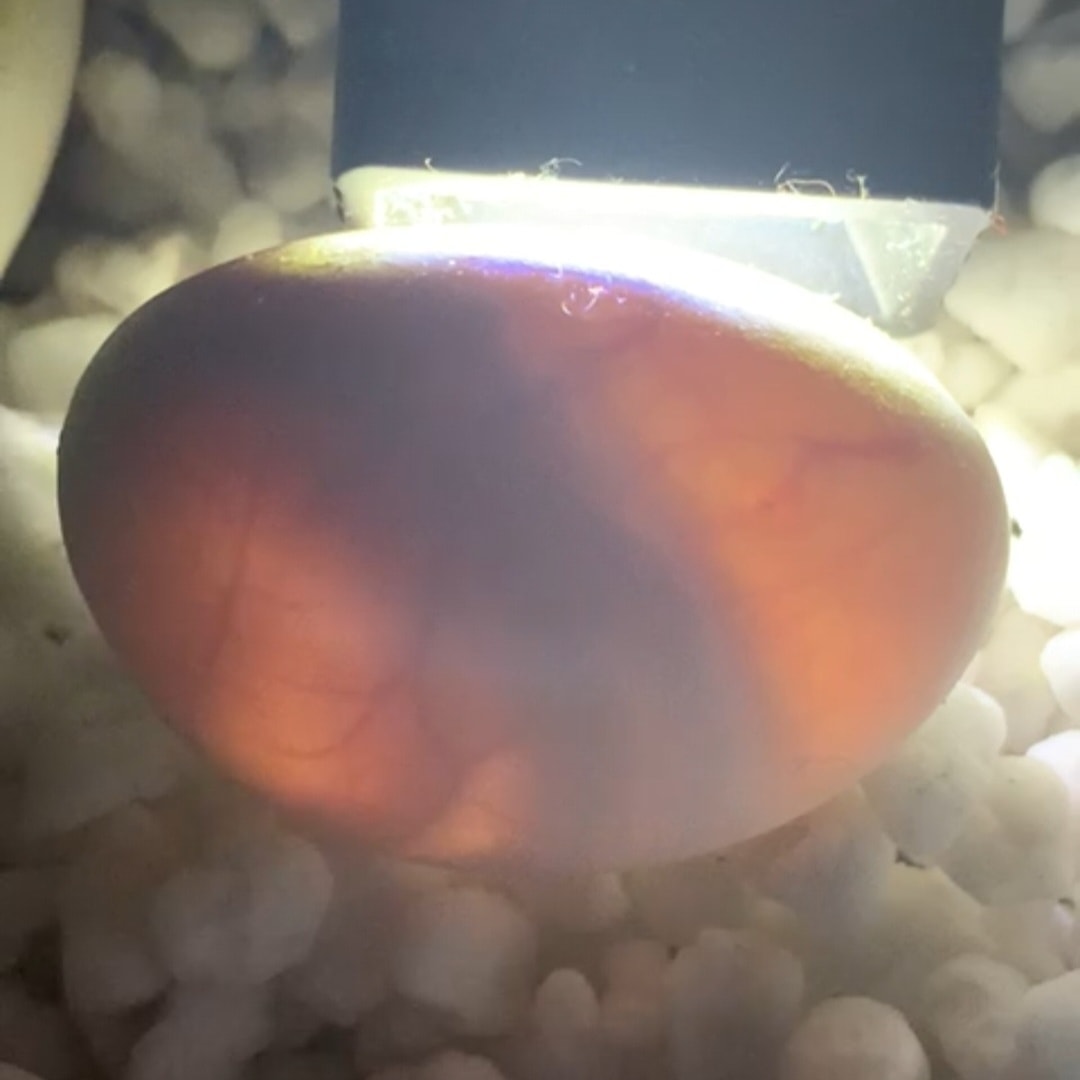 huevo aspecto extraterrestre