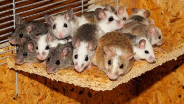 Una madre de cuatro hijos se encuentra atrapada en un piso infestado de ratas