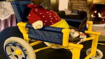 La adorable patita discapacitada es llevada a todas partes en un papoose y ve la televisión desde su silla de ruedas