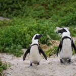 Una pareja de pingüinos del mismo sexo son padres por primera vez en el zoo de Nueva York
