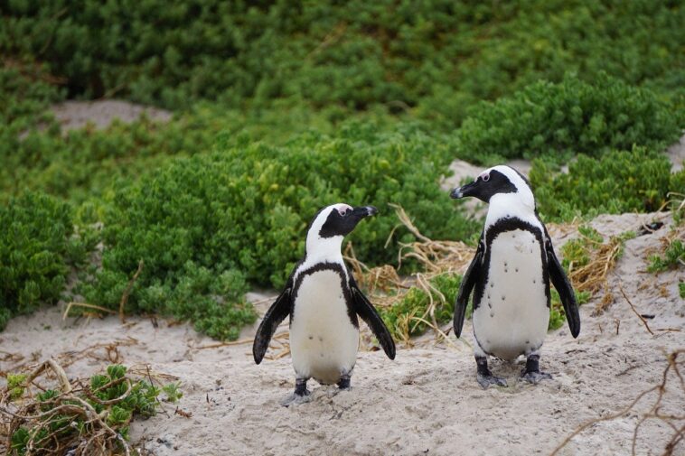 Una pareja de pingüinos del mismo sexo son padres por primera vez en el zoo de Nueva York