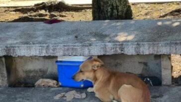 Un perro leal se sienta solo junto al banco donde murió su dueño sin hogar a la salida de un hospital