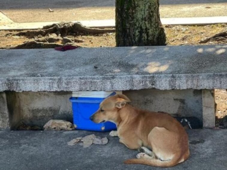 Un perro leal se sienta solo junto al banco donde murió su dueño sin hogar a la salida de un hospital