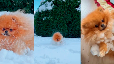 perro bola de nieve