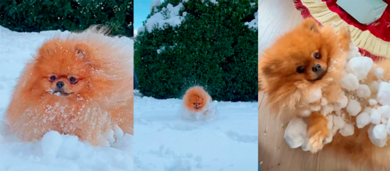 perro bola de nieve