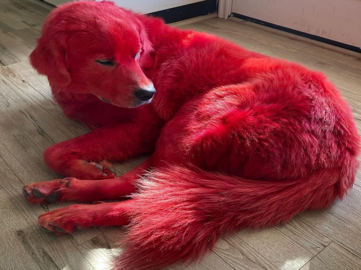perro rojo