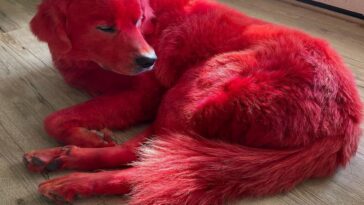 Una mujer es acusada de «maltrato animal» por teñir de rojo a su perro