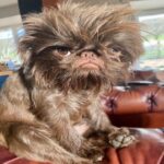 Un perro malhumorado y de pelaje salvaje tiene a la gente convencida de que Gizmo de Gremlins es real