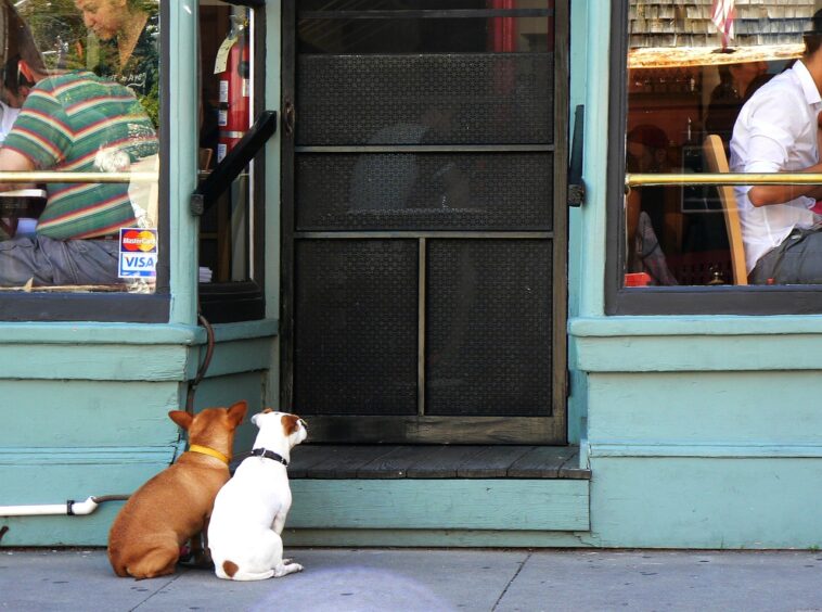 La polémica que causó el anuncio ‘pet friendly’ de un restaurante en redes sociales 