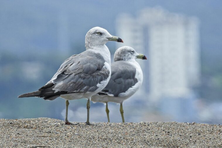 Gaviotas roban comida e intimidan a visitantes en sillas de ruedas