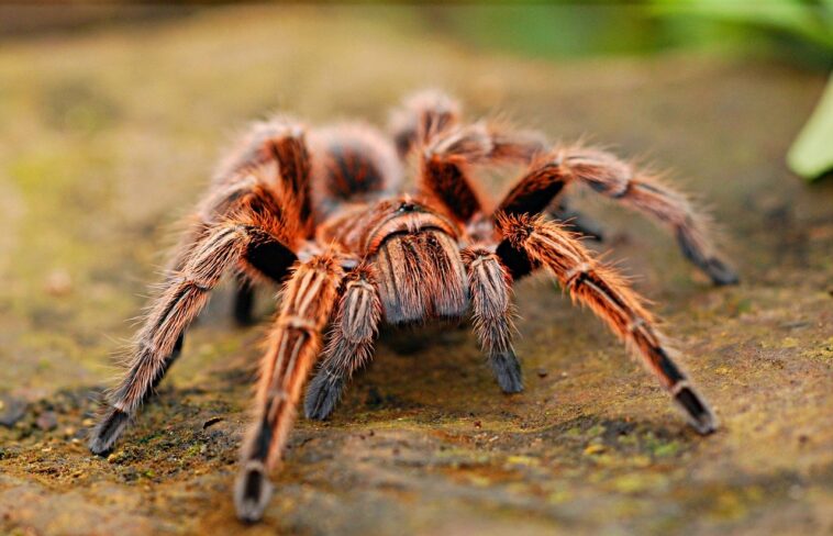 Un hombre encuentra una araña gigante en su coche y decide tenerla como mascota durante todo un año