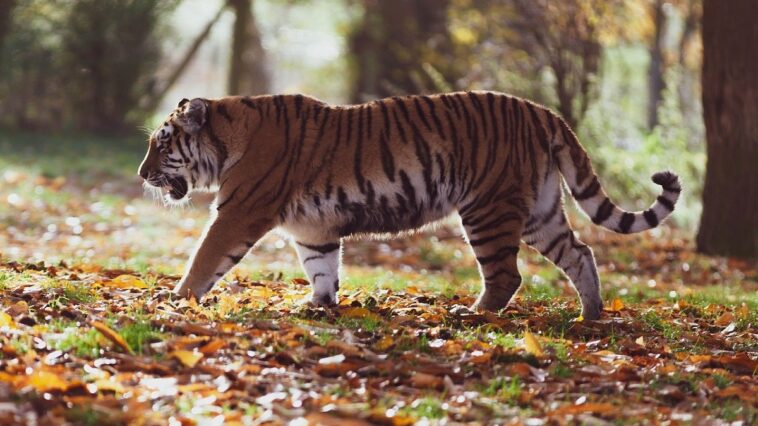 tigre suelto