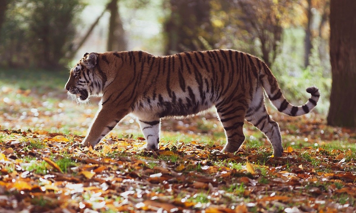 tigre suelto